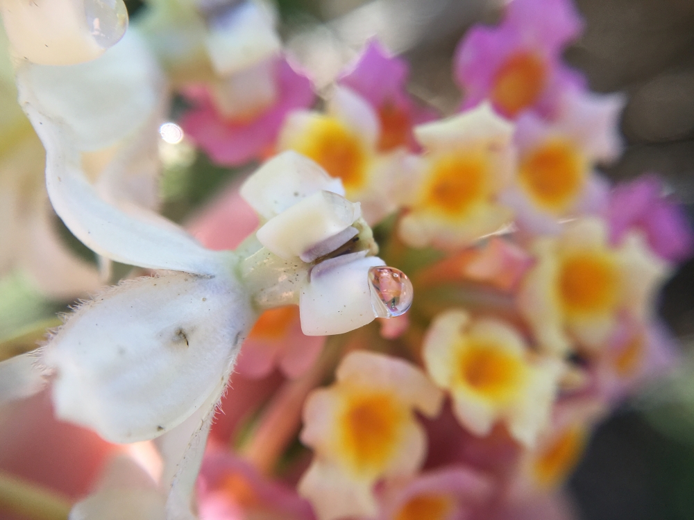 Milkweed flower nectar
