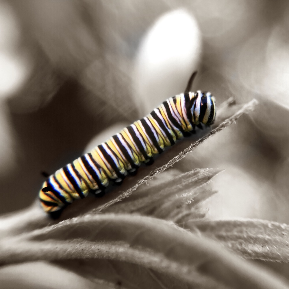 Monarch caterpillar 2cm